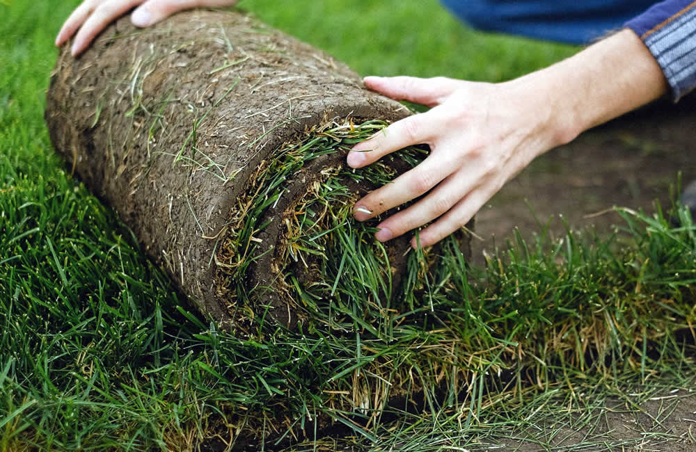 Florida Sod Installation Services Greenview Services